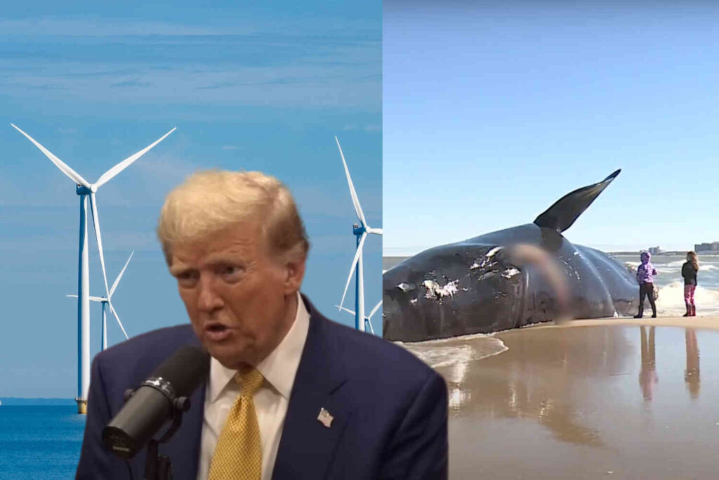 Remember when Trump told Joe Rogan that windmills are killing the whales? Well, check this video out.