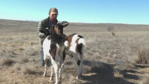 Colorado hiking guide goats attacked and killed by coyotes