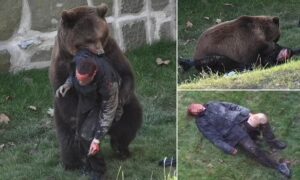 Seconds from death in the jaws of a bear: Man is tossed around by ferocious beast in Switzerland zoo enclosure before police marksmen saved his life