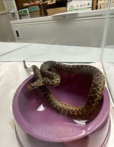 Snake found in Christmas tree shipment to Hilo